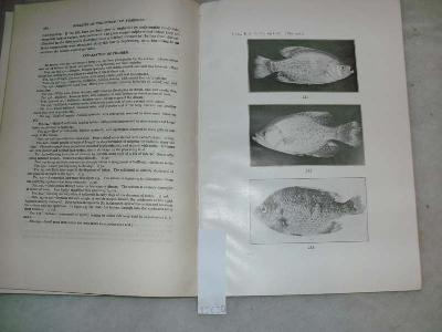 Bulletin+of+the+United+States+Bureau+of+Fisheries+Vol.+38+1921+-+1922