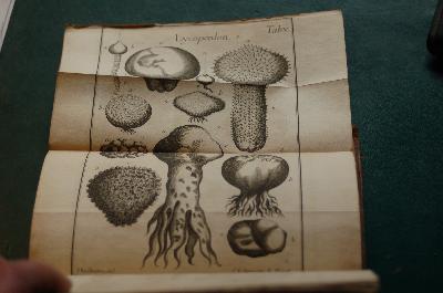 Methodus+Fungorum+Exhibens+Genera%2C+Species+et+variantes+cum+Charactere%2C+Differentia+Specifica%2C+Synonomis%2C+Solo%2C+Loco+et+Observationibus+++Systema+Plantarum+a+Staminum+Situ+Secundum+Classes%2C+Ordines+et+Genera+cum+Characteribus+Essentialibus