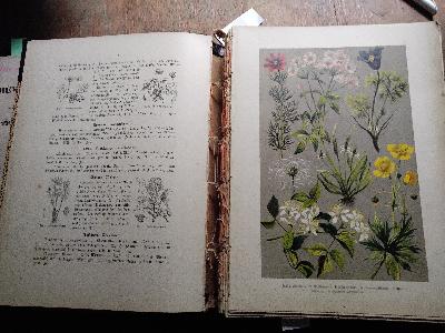 Carl Hoffmann s Botanischer Bilder - Atlas  Nach dem natürlichen Pflanzensystem von De Candolle, Jussien, Endlicher, Reichenbach u.a. - Front Cover