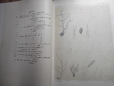 Die+Hydroiden+des+Sibirischen+Eismeeres++Gesammelt+von+der+russischen+Polarexpedition+1900+-+1903