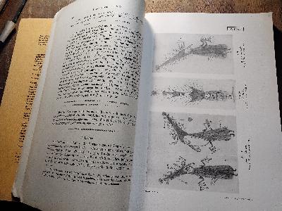 Anthropos Internationale Zeitschrift für Völker und Sprachenkunde  Band XXVIII  Heft 3,4 - Front Cover