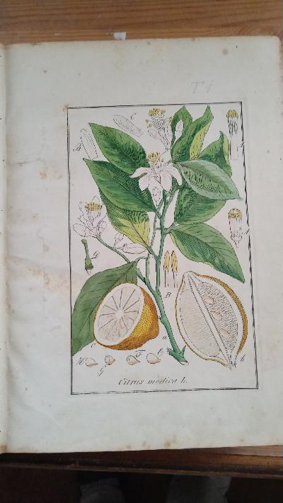 Abbildungen sämmtlicher Arzneigewächse Deutschlands, welche in die Pharmacopöen der grössern Deutschen Staaten aufgenommen sind   Tafelband mit 270  colorierten Tafeln - Front Cover