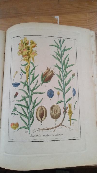 Abbildungen sämmtlicher Arzneigewächse Deutschlands, welche in die Pharmacopöen der grössern Deutschen Staaten aufgenommen sind   Tafelband mit 270  colorierten Tafeln - Front Cover