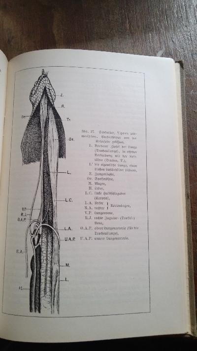 Amphibien und Reptilien  I  Körperbau und Lebensweise II  Anpassung der Organe an die Lebensweise - Front Cover