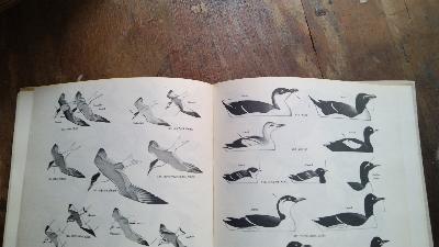 Latvijas Putni   (Vögel Lettlands) - Front Cover