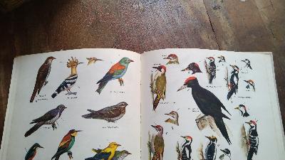 Latvijas Putni   (Vögel Lettlands) - Front Cover