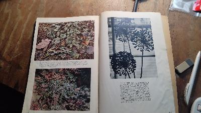 Staudenbilderbuch - Front Cover