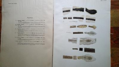 Beiträge zur Naturgeschichte des Menschen  Ein Beitrag zur Physiologie der Behaarung  Lieferung I Das Wollhaarkleid des Menschen, Lieferung II Das Dauerhaarkleid des Menschen,  Lieferung III Geschlechtws- und Rassenunterschiede der Behaarung Haaranomalien und Haarparasiten, Lieferung IV Entwicklung, Bau und Enststehung der Haare Literatur über Behaarung - Front Cover