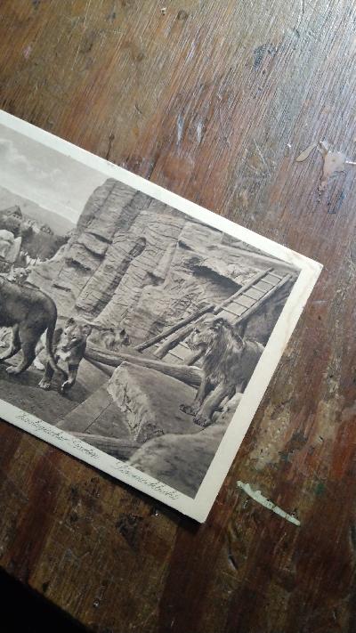 Postkarte Elberfeld  Zoologischer Garten  Löwenschlucht - Front Cover